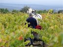 In the Minervois region in 2013, the harvest is done manually at the Laur-Bauzil domain of the Massamier la Mignarde castle to respect the cycle of the vineyard and produce an organic wine.