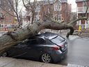 A fallen tree lies on top of a car in Montreal on Thursday, April 6, 2023 after an ice storm left more than a million customers without power in Quebec.