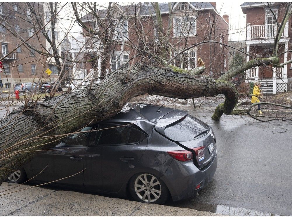 A fallen tree lies on top of a car in Montreal, Thursday, April 6, 2023.