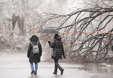 People make their way around a fallen tree following an ice storm in Montreal, Thursday, April 6, 2023.