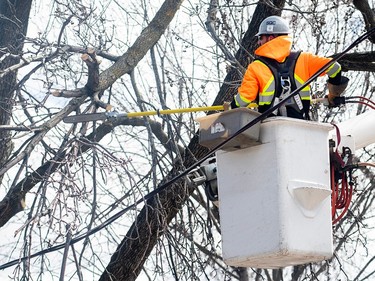 A Hydro worker works removes branches from around a power line following an ice storm in Montreal, Friday, April 7, 2023. Hydro-Quebec says it's restored power to more than half a million customers since Wednesday's ice storm, but more than 600,000 remain in the dark.