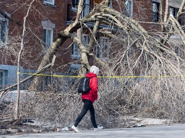 A person detours around cracked and fallen trees following an ice storm in Montreal, Friday, April 7, 2023. Hydro-Quebec says it's restored power to more than half a million customers since Wednesday's ice storm, but more than 600,000 remain in the dark.