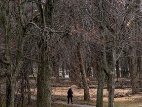 Residents out for a walk on Mount Royal will pass by numerous patches of wood chips where fallen limbs were cut and mulched after the early-April ice storm.