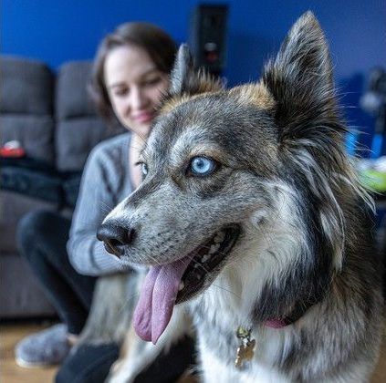  but at 35 pounds, princess weighs 10 pounds more than the maximum permitted by the regulations of sarah michaud-allard’s condo association.