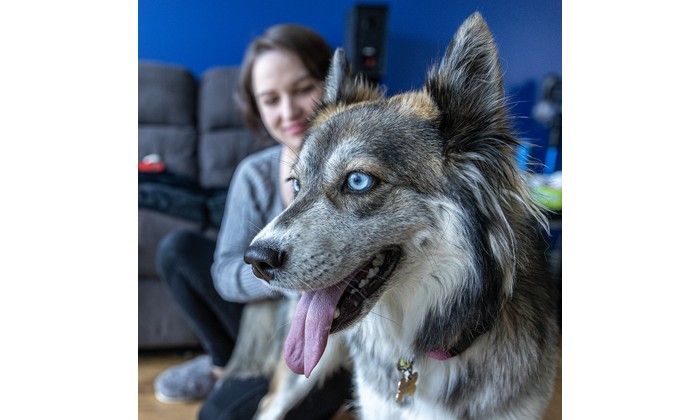 But at 35 pounds, Princess weighs 10 pounds more than the maximum permitted by the regulations of Sarah Michaud-Allard’s condo association.