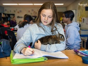 Grade 5 student Alexandra Kenny cradles Stark, one of her class's pet rabbits, while doing her work at Birchwood Elementary School in St-Lazare on Tuesday, May 9, 2023.