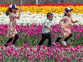 Cousins Methra, 5, Rehaan,2 and Kiana, 3, tiptoe through the tulips at Tulips.ca in Laval. Young parents, listen to me: It. Goes. So. Fast."