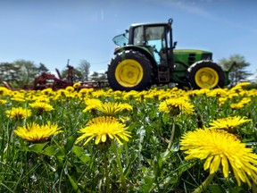 A tractor mows the dandelions on the lawn in front of the Douglas Hospital in Verdun May 12, 2023.
