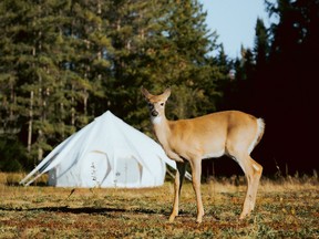 Deer are among the neighbours at Hôtel UNIQ’s 2023 location at Domaine St-Bernard, Mont-Tremblant.