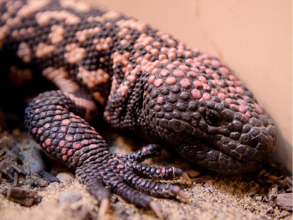 The Right Chemistry: How the Gila monster assisted weight-loss