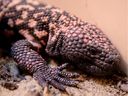 The Gila monster eats only once or twice a year, a phenomenon that interested Jean-Pierre Raufman, a gastroenterologist at the National Institutes of Health.