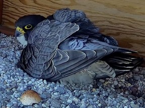 peregrine falcon sitting on two eggs, a hatched egg in the foreground