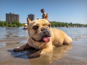 A tan bulldog lies in shallow water on a beach