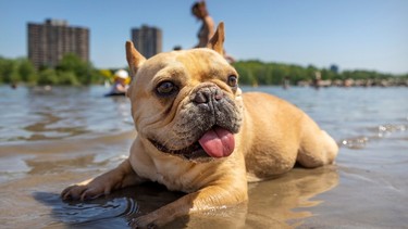 A tan bulldog lies in shallow water on a beach