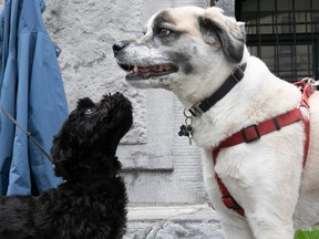 Will, left, looks way up at his new friend Perry the husky pug, during a protest against the closing of the Mali park dog run at Montreal city hall May 15, 2023.