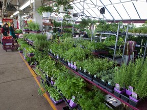 A display of herbs at the Birri stall at the Jean-Talon Market in Montreal on June 10, 2016. “I’ve been here 60 years and I remember long weekends at this time of year, decades ago, when it snowed," says plant and seed merchant Lino Birri. "Anything can happen.”