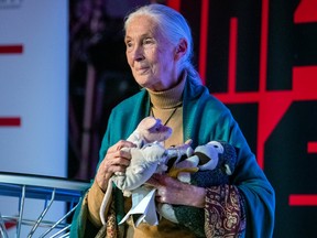 Jane Goodall