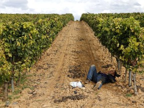 A worker naps under grape vines during a wine harvest