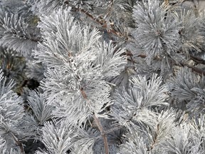 Frost coats a tree