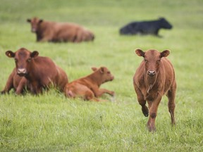 Cows and their calves graze in a pasture on a farm near Cremona, Alta., Wednesday, June 26, 2019. Quebec's agriculture department says it has seized 38 cattle from the central Quebec farm that was home to a group of cattle that went on the run for months last summer.