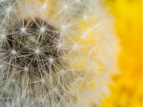 Once the lawn is cut two or three weeks after the first dandelions appear, the dandelions will return with more nectar and pollen.