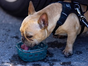 A French bulldog drinks from a blue bowl