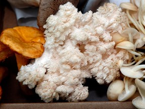 a closeup of a lion's mane mushroom