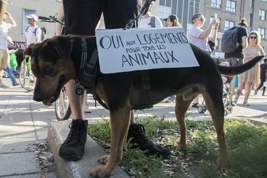 A dog wears a sign that says "oui aux logements pour tous les animaux" at a protest in Montreal