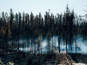 Smoke rises from burning trees