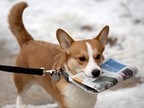 A dog walks on a leash with a copy of the Montreal Gazette in his mouth