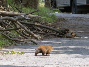 A groundhog scampers past a pile of branches