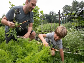 a father and son pick carrots
