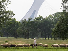 shepherd walks sheep in a park with olympic stadium in the background