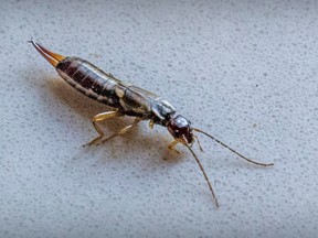 An earwig is seen on a kitchen counter in a home in Montreal on Thursday, July 27, 2023.