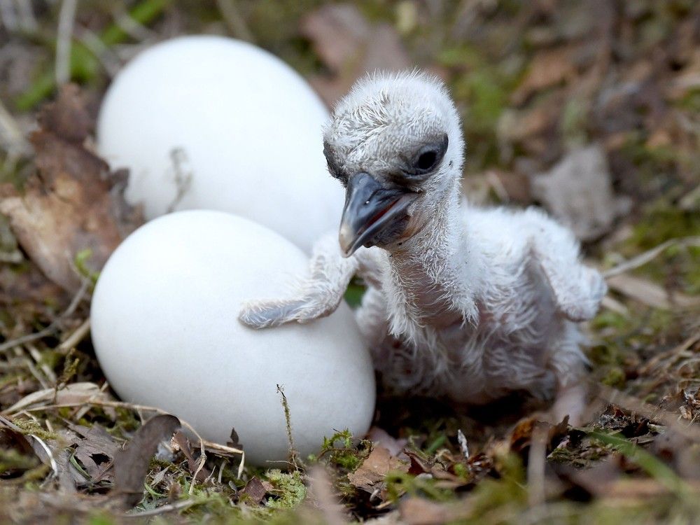 My baby has a stork bite. Why does this birthmark happen so often? Strathroy Age Dispatch