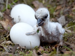 a stork hatchling next to two white eggs