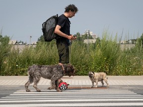 A man with two dogs riding a hoverboard
