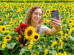 Teen girl takes selfie in field of sunflowers