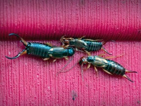 Earwigs cling to the side of a planter in a garden in the Lachine borough of Montreal on Saturday, Aug. 26, 2023.
