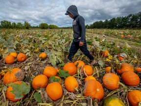A farm worker walks through a pumpkin patch