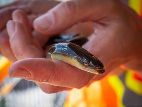 A young American eel that was climbing the eel ladder at Hydro-Quebec's Beauharnois Generation Station on the St. Lawrence River near Montreal.