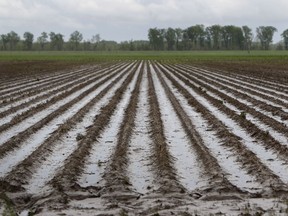 Soggy farmland is seen in Commerce, Mo., on April 27, 2011. Vegetable and berry producers in southern Quebec are asking for government help amid torrential rains that have hit the province this summer, causing heavy losses.