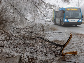 An STM bus drives around fallen branches that are crusted with ice.