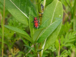 A red beetle on a milkweed plant in Montreal's Technoparc.