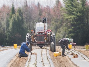 Workers plant strawberries in rows in a field. In the background is a large tractor.