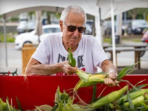 An older man in a white t-shirt and sunglasses shucks corn at a public market.