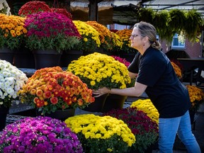A woman arranges pots of yellow, orange and purple flowers on a three-tier stand