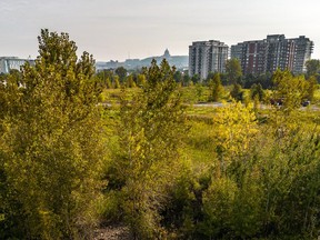 Buildings are seen in the background of this photo and trees and shrubbery are in the foreground, juxtaposing city and nature.