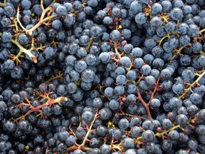 Close-up imagine of wine grapes.