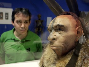 A visitor looks at El Neandertal Emplumado, a scientifically based impression of the face of a Neanderthal who lived about 50,000 years ago by Italian scientist Fabio Fogliazza during the inauguration of the exhibition'Cambio de Imagen (Change of Image) at the Museum of Human Evolution in Burgos on June 10, 2014.